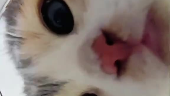 独特视角带你看小猫咪喝水,也太好吸了